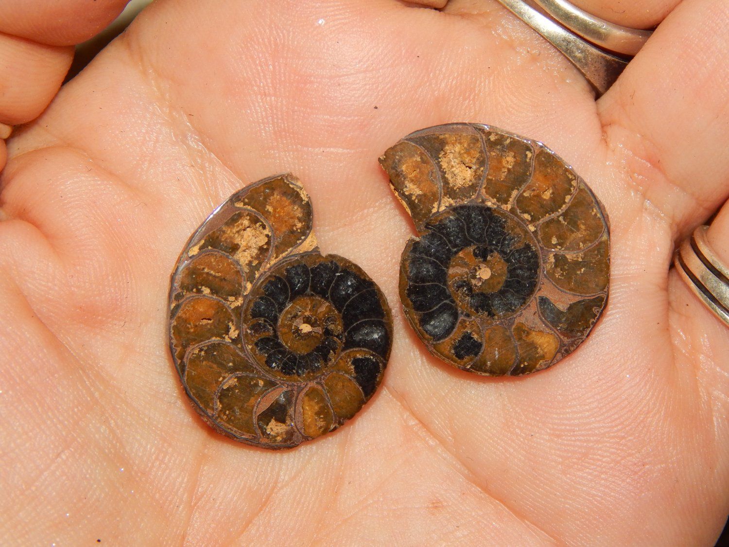 Ukraine’s Population Halves in Decade: From 40 Million to 20 Million by 2025