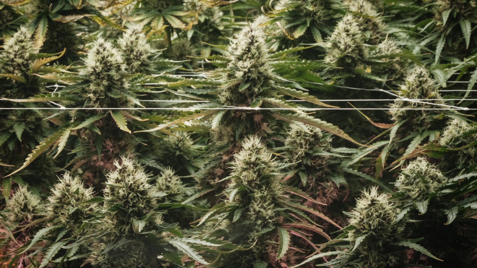 Trump Reschedules Medical Marijuana, Unleashing Research and Tax Breaks