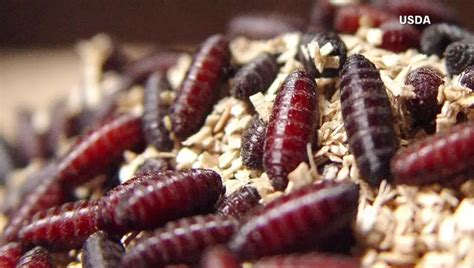 Flesh-Eating New World Screwworm Returns to Texas, Sparking Quarantine Measures